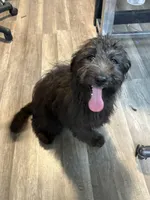 TRIPPY, a female Aussiedoodle for sale in Brooksville, FL – Photo 6 of 7