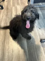 TRIPPY, a female Aussiedoodle for sale in Brooksville, FL – Photo 4 of 7