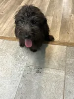 TRIPPY, a female Aussiedoodle for sale in Brooksville, FL – Photo 7 of 7