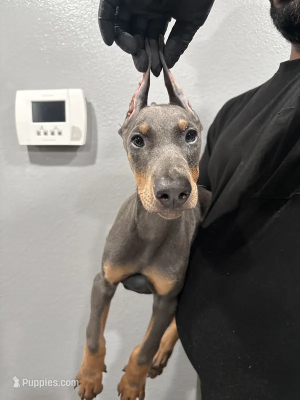 ROCKY – Doberman Pinscher puppy for sale in Brooksville, FL