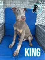 KING, a male Doberman Pinscher for sale in Brooksville, FL – 2 of 2