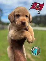 CHOMP, a male Labrador Retriever for sale in Brooksville, FL – Photo 4 of 4