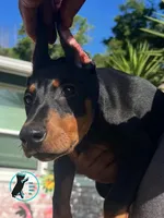 ZOEY-CROPPED, a female Doberman Pinscher for sale in Brooksville, FL – Photo 1 of 4