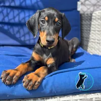 ZOEY-CROPPED, a female Doberman Pinscher for sale in Brooksville, FL – Photo 2 of 4