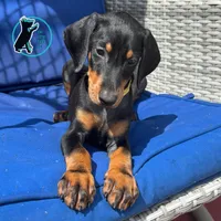 ZOEY-CROPPED, a female Doberman Pinscher for sale in Brooksville, FL – Photo 4 of 4
