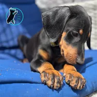 ZOEY-CROPPED, a female Doberman Pinscher for sale in Brooksville, FL – Photo 3 of 4