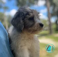 COOPY, a male Miniature Aussiedoodle for sale in Brooksville, FL – Photo 3 of 4