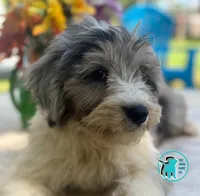 COOPY, a male Miniature Aussiedoodle for sale in Brooksville, FL – Photo 1 of 4