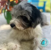 COOPY, a male Miniature Aussiedoodle for sale in Brooksville, FL – Photo 2 of 4