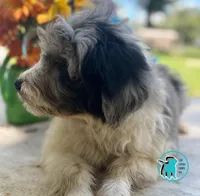 COOPY, a male Miniature Aussiedoodle for sale in Brooksville, FL – Photo 4 of 4
