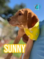 SUNNY, a female Labrador Retriever for sale in Brooksville, FL – 1 of 1