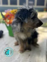 GUCCI, a female Miniature Aussiedoodle for sale in Brooksville, FL – Photo 2 of 2