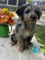 GUCCI, a female Miniature Aussiedoodle for sale in Brooksville, FL – Photo 1 of 2