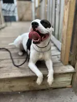 DIXIE, a female American Staffordshire Terrier for sale in Brooksville, FL – Photo 4 of 4