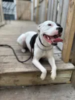 DIXIE, a female American Staffordshire Terrier for sale in Brooksville, FL – Photo 1 of 4