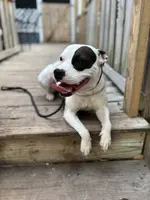 DIXIE, a female American Staffordshire Terrier for sale in Brooksville, FL – Photo 2 of 4