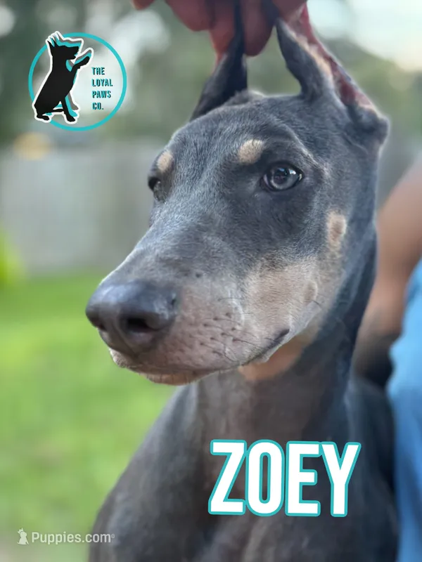 ZOEY – Doberman Pinscher puppy for sale in Brooksville, FL