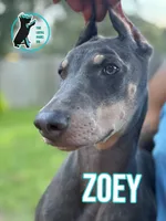 ZOEY, a female Doberman Pinscher for sale in Brooksville, FL – 1 of 2