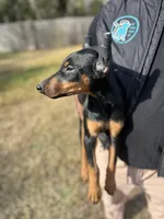 ROSIE, a female Doberman Pinscher for sale in Brooksville, FL – Photo 4 of 5