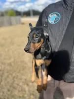 ROSIE, a female Doberman Pinscher for sale in Brooksville, FL – Photo 2 of 5