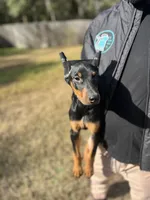 ROSIE, a female Doberman Pinscher for sale in Brooksville, FL – Photo 1 of 5