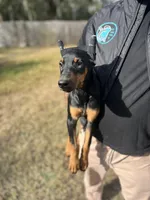 ROSIE, a female Doberman Pinscher for sale in Brooksville, FL – Photo 3 of 5