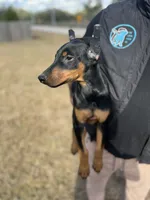 ROSIE, a female Doberman Pinscher for sale in Brooksville, FL – Photo 5 of 5