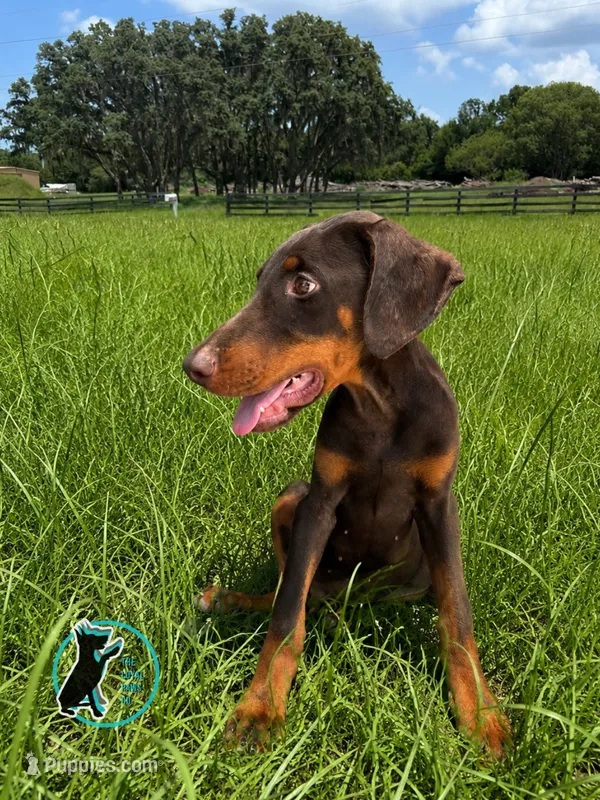 CHARLIE – Doberman Pinscher puppy for sale in Brooksville, FL
