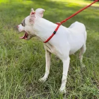 TINKER BELL, a female American Staffordshire Terrier for sale in Brooksville, FL – Photo 2 of 5