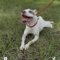 TINKER BELL, a female American Staffordshire Terrier for sale in Brooksville, FL – Photo 5 of 5