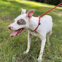 TINKER BELL, a female American Staffordshire Terrier for sale in Brooksville, FL – Photo 3 of 5