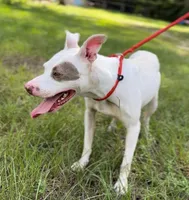 TINKER BELL, a female American Staffordshire Terrier for sale in Brooksville, FL – Photo 3 of 5
