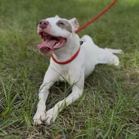 TINKER BELL, a female American Staffordshire Terrier for sale in Brooksville, FL – Photo 1 of 5