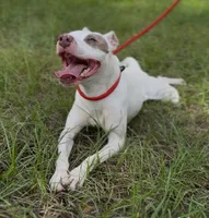 TINKER BELL, a female American Staffordshire Terrier for sale in Brooksville, FL – Photo 1 of 5