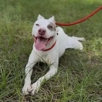 TINKER BELL, a female American Staffordshire Terrier for sale in Brooksville, FL – Photo 4 of 5