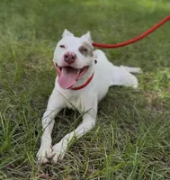 TINKER BELL, a female American Staffordshire Terrier for sale in Brooksville, FL – Photo 4 of 5