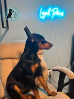 ROSIE - CROPPED, a female Doberman Pinscher for sale in Brooksville, FL – Photo 1 of 6