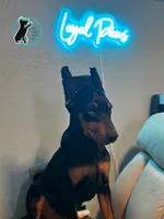 ROSIE - CROPPED, a female Doberman Pinscher for sale in Brooksville, FL – Photo 4 of 6