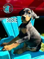 ROSIE - CROPPED, a female Doberman Pinscher for sale in Brooksville, FL – Photo 6 of 6