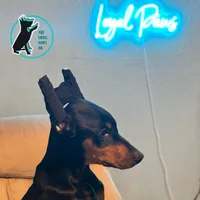 ROSIE - CROPPED, a female Doberman Pinscher for sale in Brooksville, FL – Photo 3 of 6