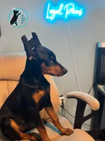 ROSIE - CROPPED, a female Doberman Pinscher for sale in Brooksville, FL – Photo 5 of 6