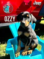 OZZY, a male Doberman Pinscher for sale in Brooksville, FL – Photo 2 of 2