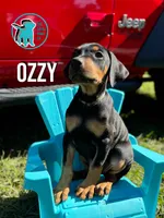 OZZY, a male Doberman Pinscher for sale in Brooksville, FL – Photo 1 of 2