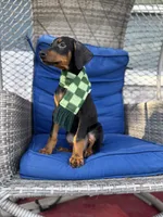 BUDDY, a male Doberman Pinscher for sale in Brooksville, FL – Photo 4 of 4