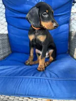 BUDDY, a male Doberman Pinscher for sale in Brooksville, FL – Photo 3 of 4