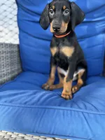 BUDDY, a male Doberman Pinscher for sale in Brooksville, FL – Photo 1 of 4