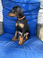 BUDDY, a male Doberman Pinscher for sale in Brooksville, FL – Photo 2 of 4