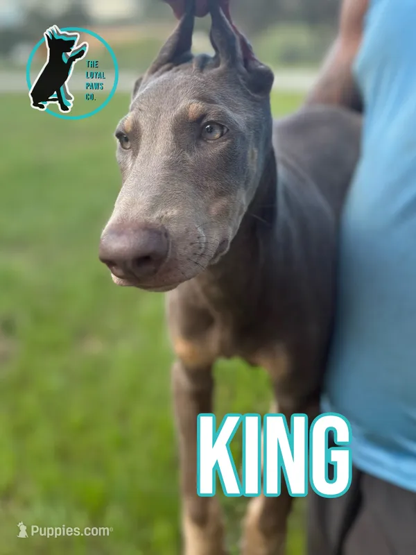 KING – Doberman Pinscher puppy for sale in Brooksville, FL