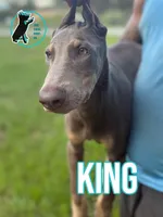 KING, a male Doberman Pinscher for sale in Brooksville, FL – 1 of 2