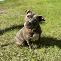 LAYLA, a female American Pit Bull Terrier for sale in Brooksville, FL – Photo 2 of 3